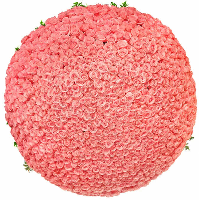 501 коралловая роза (70 см)