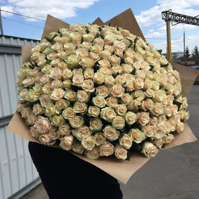 251 кремовая роза (70 см)