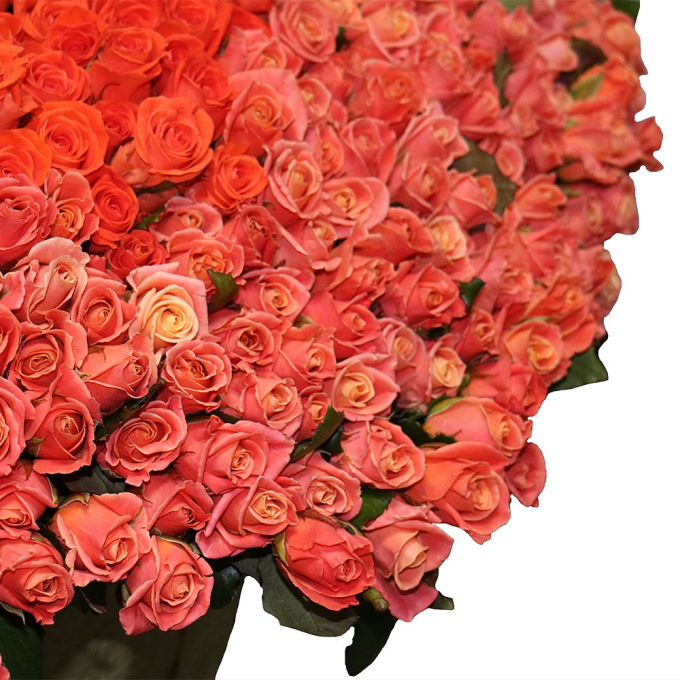 251 коралловая роза (70 см)