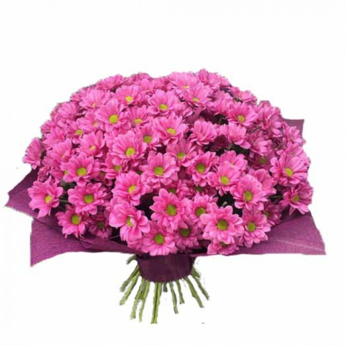 19 розовых кустовых хризантем